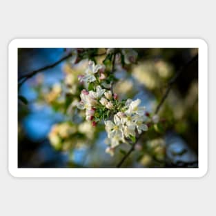 Blossoms of Spring Sticker
